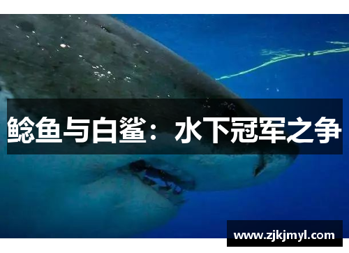 鲶鱼与白鲨：水下冠军之争